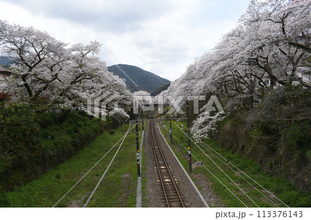 清明過ぎの神奈川県内のサクラ 清明過ぎの神奈川県内のサクラ 113376143