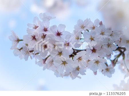 晴れた青い空に咲く桜が満開の風景に季節を感じる 晴れた青い空に咲く桜が満開の風景に季節を感じる 113376205