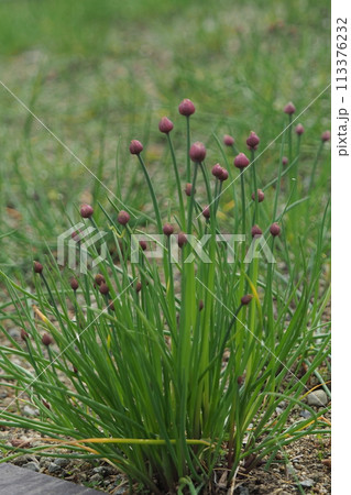 チャイブのつぼみ 113376232