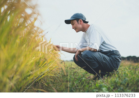 rice farming 113376233