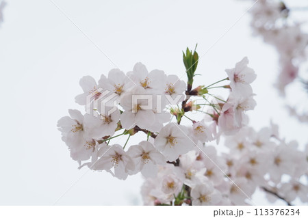 満開のソメイヨシノの花を見上げる 113376234