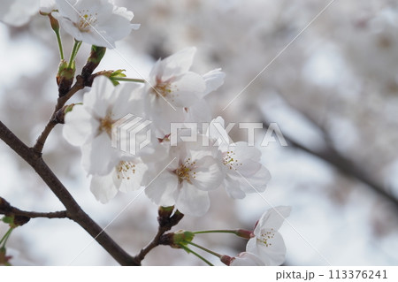 満開のソメイヨシノの花 満開のソメイヨシノの花 113376241