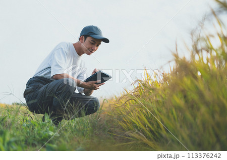 rice farming 113376242