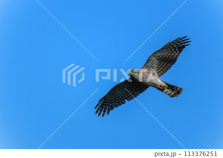青空バックに悠然と飛ぶハイタカ 青空バックに悠然と飛ぶハイタカ 113376251