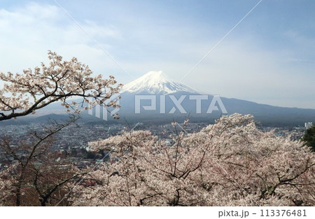 新倉富士浅間神社より富士山と桜を眺める 113376481