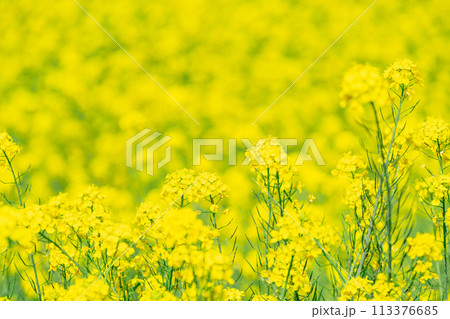 一面に咲く咲く菜の花のぼかし背景　コントラスト高め 113376685