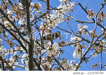 桜にヒヨドリ、江戸川堤(千葉県松戸市)にて 桜にヒヨドリ、江戸川堤(千葉県松戸市)にて 113376749