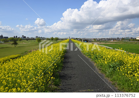 江戸川堤(千葉県松戸市矢切付近) 江戸川堤(千葉県松戸市矢切付近) 113376752