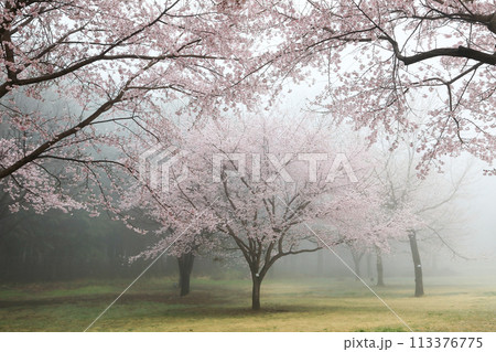 霧に包まっる満開の桜 霧に包まっる満開の桜 113376775