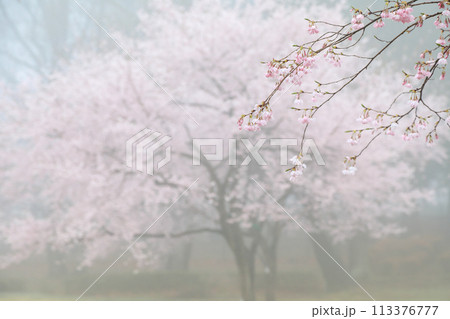 小雨の中の桜 小雨の中の桜 113376777