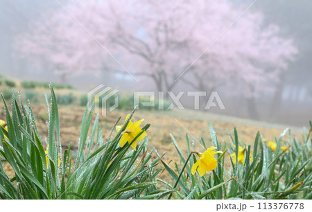 小雨の中の水仙と桜 小雨の中の水仙と桜 113376778
