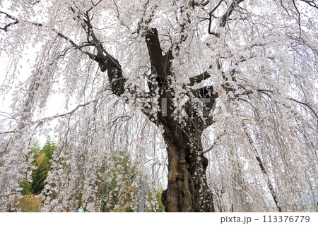 満開になった金蔵寺の枝垂れ桜 113376779