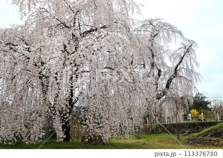 満開の枝垂れ桜 満開の枝垂れ桜 113376780