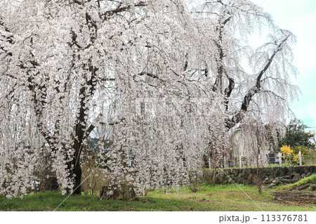 春4月満開の枝垂れ桜 113376781