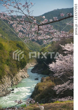 明恵峡の桜並木 【和歌山県有田川町】 明恵峡の桜並木 【和歌山県有田川町】 113377003