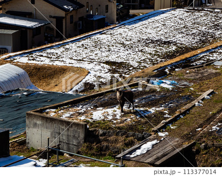 里に下りてきた野生のカモシカ　遠景 113377014