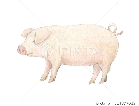 豚　水彩色鉛筆イラスト 113377015