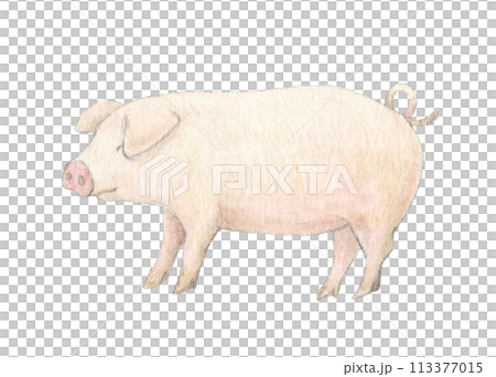 豚　水彩色鉛筆イラスト 113377015