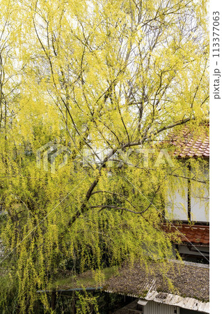 早春に咲くシダレヤナギの花 113377063