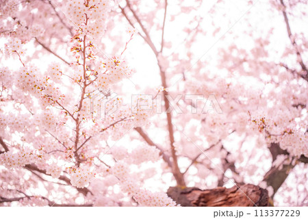 満開の桜に止まるヒヨドリ 満開の桜に止まるヒヨドリ 113377229