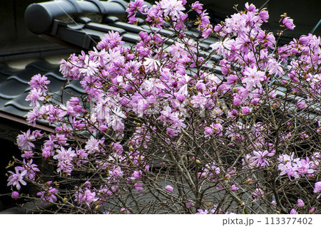 シデコブシの花 113377402