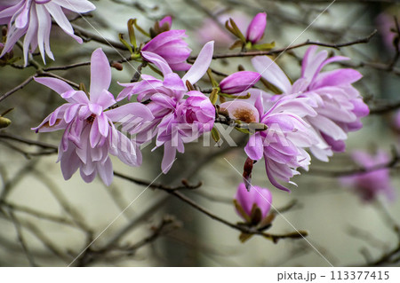 シデコブシの花 シデコブシの花 113377415