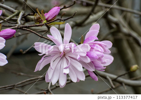 シデコブシの花 シデコブシの花 113377417