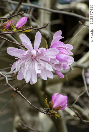 シデコブシの花 113377419