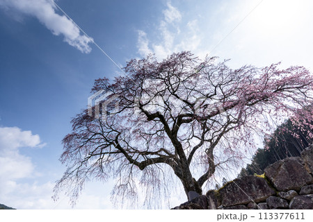 石垣の上に咲く桜 113377611