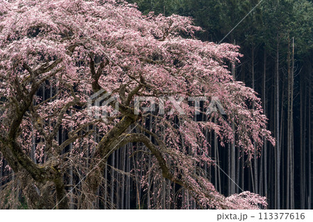 杉林の小径に咲く満開の桜 杉林の小径に咲く満開の桜 113377616