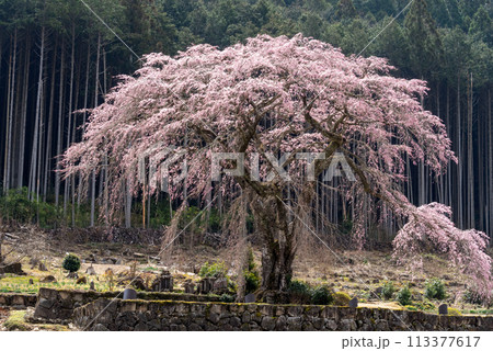 岐阜県白川村　水戸野のしだれ桜 113377617