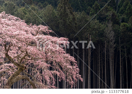 杉林の小径に咲く枝垂れ桜 113377618