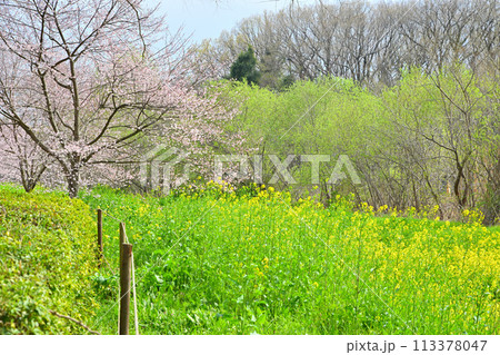 早春の訪れ　エドヒガンザクラ桜と菜の花　　　　　 113378047