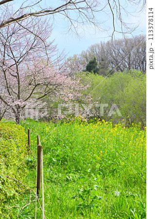 早春の訪れ　エドヒガンザクラ桜と菜の花　　　　　 113378114
