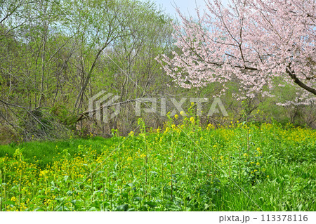 早春の訪れ エドヒガンザクラ桜と菜の花 早春の訪れ エドヒガンザクラ桜と菜の花 113378116