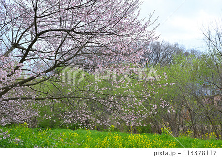 早春の訪れ　エドヒガンザクラ桜と菜の花　　　　　 113378117