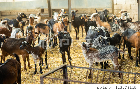 Goats with ear tags staying on cattle farm. Farm livestock farming for the industrial production of goat milk dairy products 113378119
