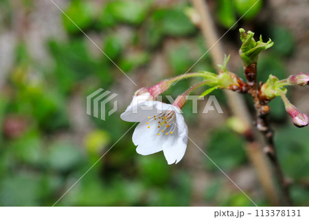 一輪咲くソメイヨシノの白花とつぼみ（自然光＋ストロボ、マクロ接写撮影） 113378131