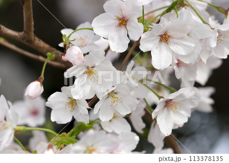 極淡紅色と白花ソメイヨシノの花枝（自然光＋ストロボ、マクロ接写撮影） 113378135