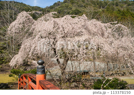笠木渓谷忠五郎桜　【三重県大紀町】 113378150