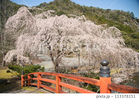 笠木渓谷忠五郎桜　【三重県大紀町】 113378151