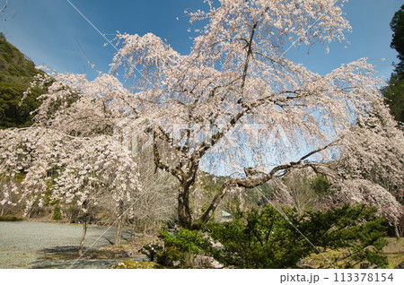 笠木渓谷忠五郎桜 【三重県大紀町】 笠木渓谷忠五郎桜 【三重県大紀町】 113378154