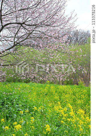 早春の訪れ　エドヒガンザクラ桜と菜の花　　　　　 113378216