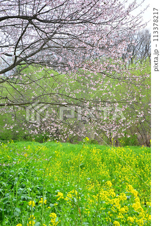 早春の訪れ　エドヒガンザクラ桜と菜の花　　　　　 113378217