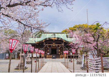 【静岡県】桜満開の沼津日枝神社 113378231