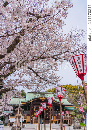 【静岡県】桜満開の沼津日枝神社 113378232