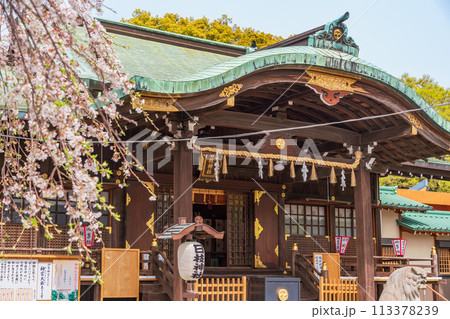 【静岡県】桜満開の沼津日枝神社 113378239