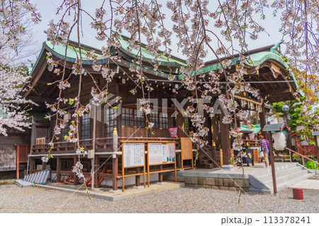 【静岡県】桜満開の沼津日枝神社 113378241