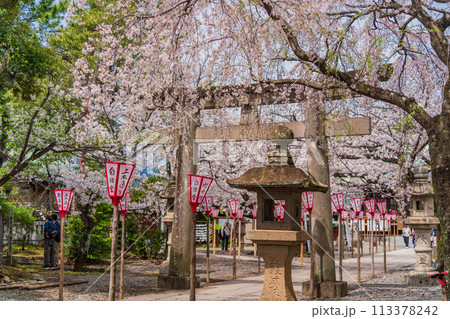 【静岡県】桜満開の沼津日枝神社 113378242