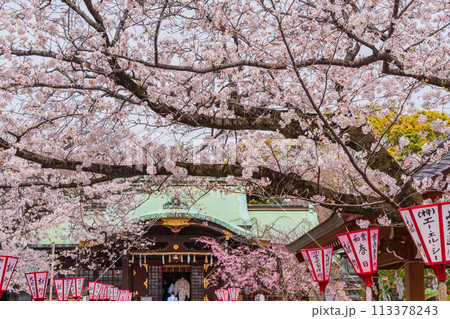 【静岡県】桜満開の沼津日枝神社 113378243